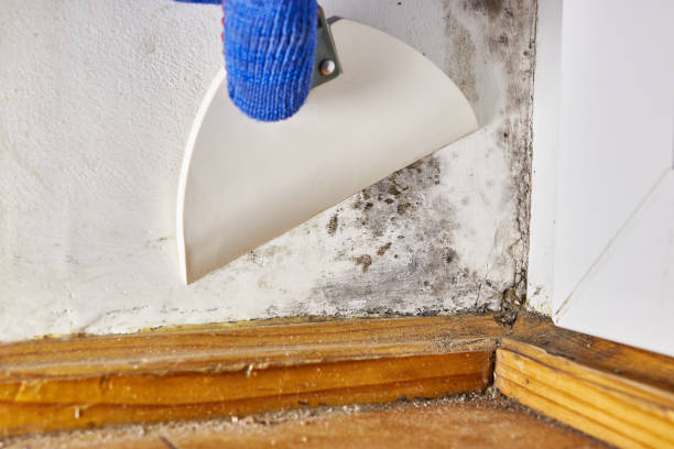 Asbestos and Lead Testing During Mold Inspection in Forrest, IL