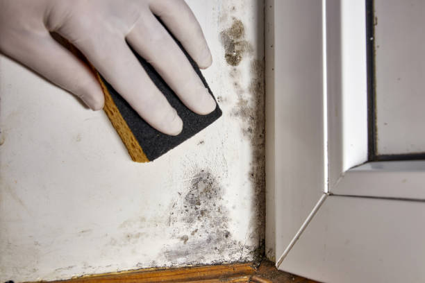 Best Black Mold Removal  in Forrest, IL